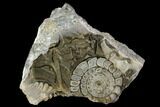 Polished Fossil Goniatite Cluster - Germany #125438-2